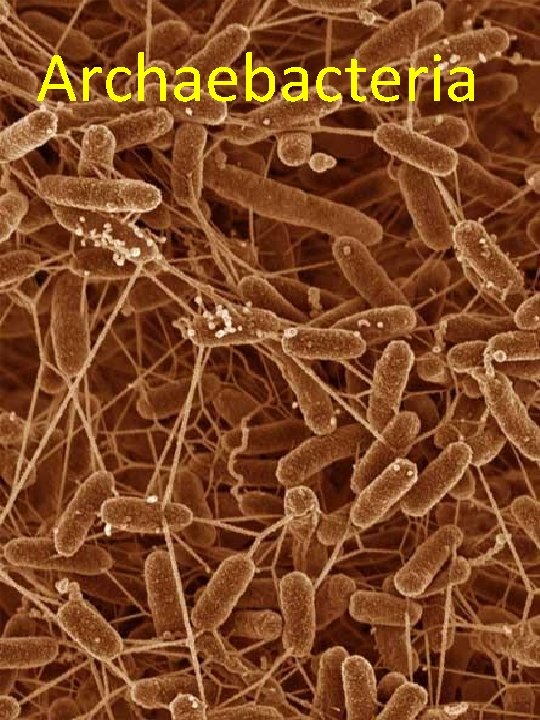 Archaebacteria 