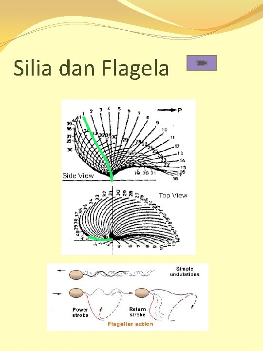 Silia dan Flagela 