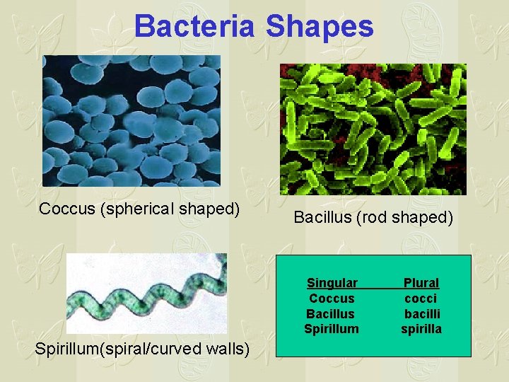 Bacteria Shapes Coccus (spherical shaped) Bacillus (rod shaped) Singular Coccus Bacillus Spirillum(spiral/curved walls) Plural