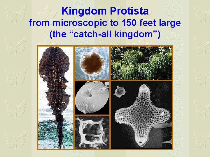 Kingdom Protista from microscopic to 150 feet large (the “catch-all kingdom”) 