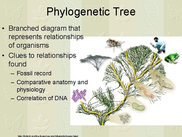 Phylogenetic Tree • Branched diagram that represents relationships of organisms • Clues to relationships