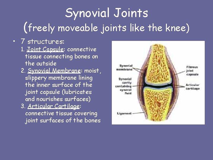 Synovial Joints (freely moveable joints like the knee) • 7 structures: 1. Joint Capsule: