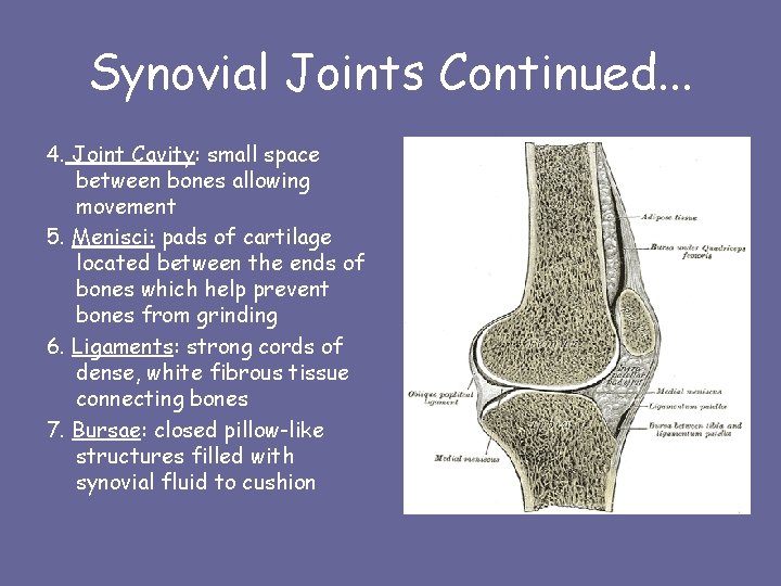 Synovial Joints Continued. . . 4. Joint Cavity: small space between bones allowing movement