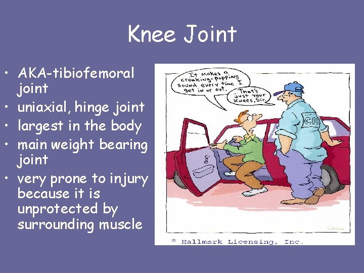 Knee Joint • AKA-tibiofemoral joint • uniaxial, hinge joint • largest in the body