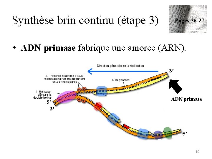 Synthèse brin continu (étape 3) Pages 26 -27 • ADN primase fabrique une amorce