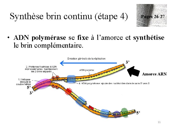 Synthèse brin continu (étape 4) Pages 26 -27 • ADN polymérase se fixe à