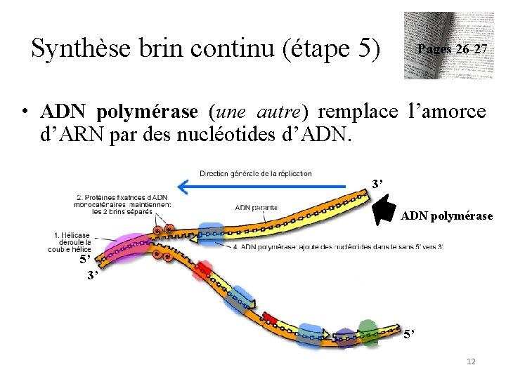 Synthèse brin continu (étape 5) Pages 26 -27 • ADN polymérase (une autre) remplace