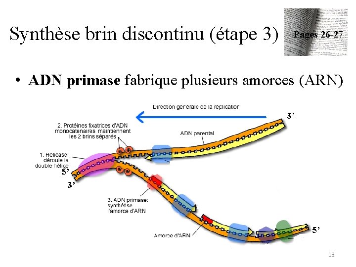 Synthèse brin discontinu (étape 3) Pages 26 -27 • ADN primase fabrique plusieurs amorces