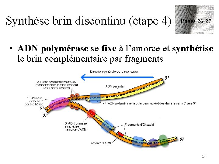 Synthèse brin discontinu (étape 4) Pages 26 -27 • ADN polymérase se fixe à
