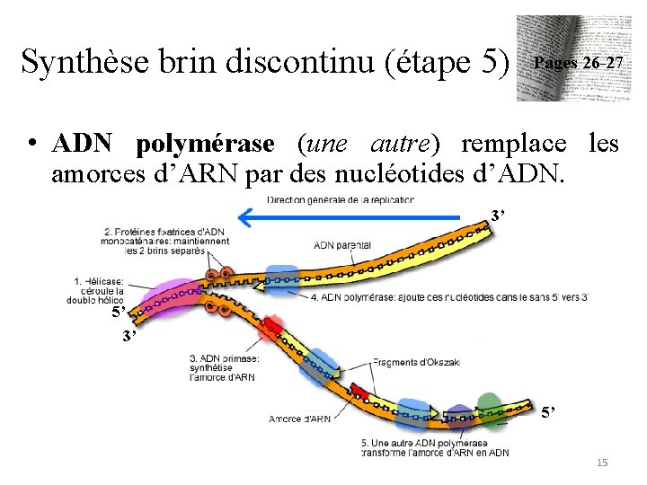 Synthèse brin discontinu (étape 5) Pages 26 -27 • ADN polymérase (une autre) remplace