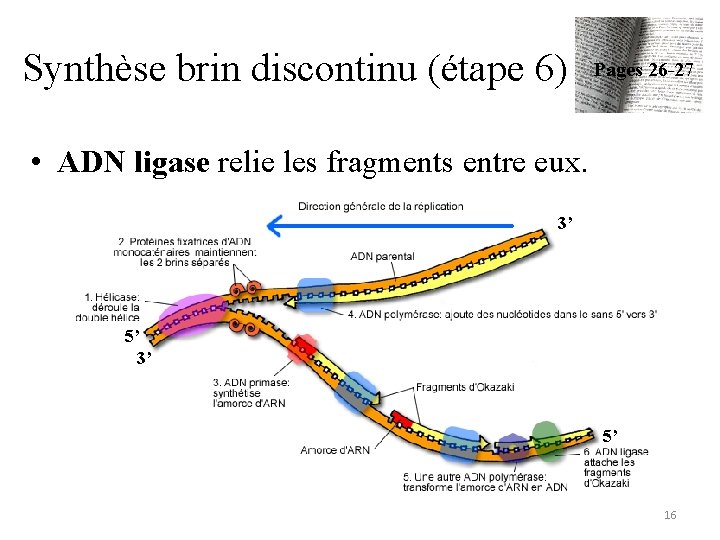 Synthèse brin discontinu (étape 6) Pages 26 -27 • ADN ligase relie les fragments