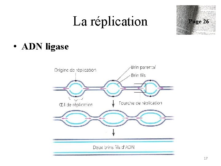 La réplication Page 26 • ADN ligase 17 