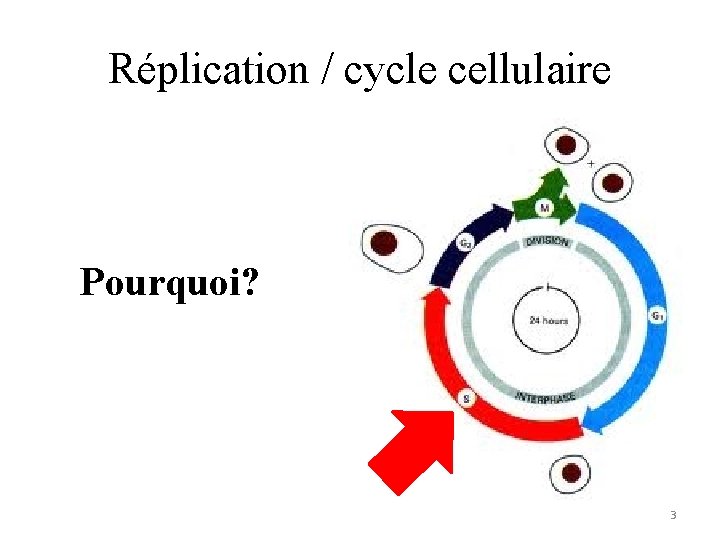 Réplication / cycle cellulaire Pourquoi? 3 