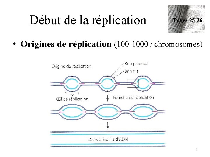 Début de la réplication Pages 25 -26 • Origines de réplication (100 -1000 /