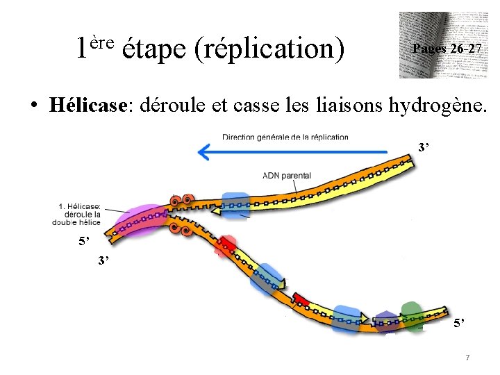 1ère étape (réplication) Pages 26 -27 • Hélicase: déroule et casse les liaisons hydrogène.