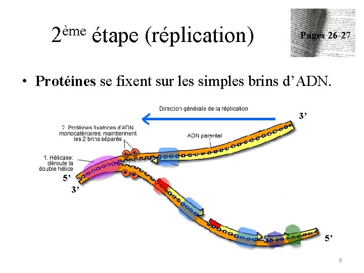 2ème étape (réplication) Pages 26 -27 • Protéines se fixent sur les simples brins