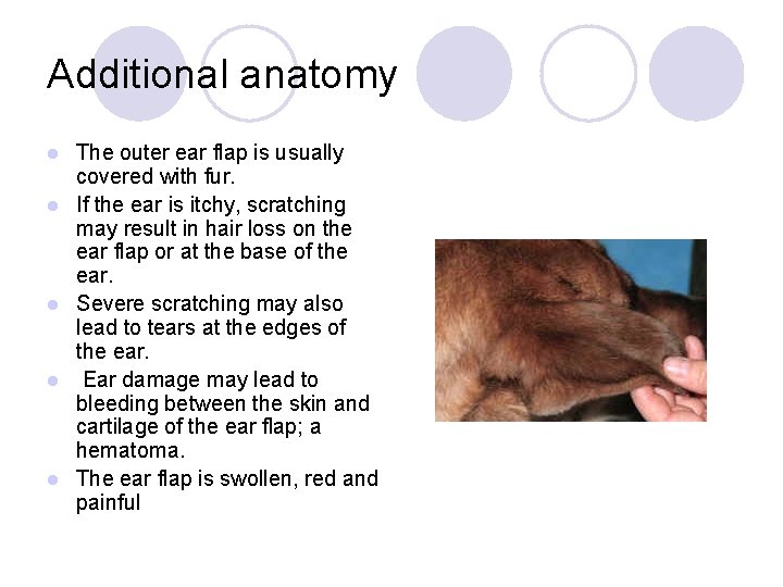 Additional anatomy l l l The outer ear flap is usually covered with fur.