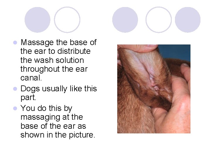 Massage the base of the ear to distribute the wash solution throughout the ear