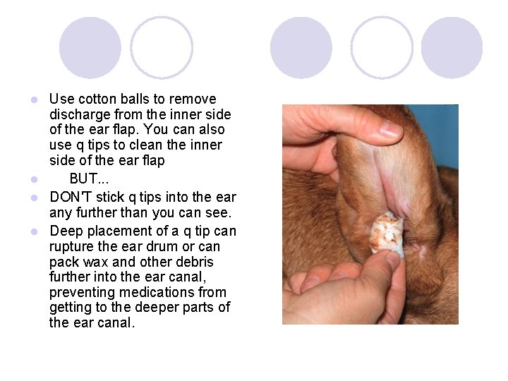 Use cotton balls to remove discharge from the inner side of the ear flap.