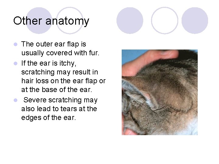 Other anatomy The outer ear flap is usually covered with fur. l If the