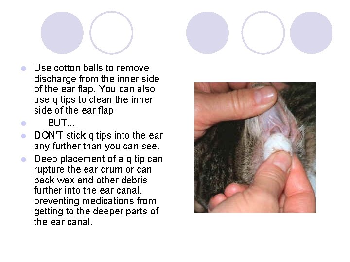 Use cotton balls to remove discharge from the inner side of the ear flap.