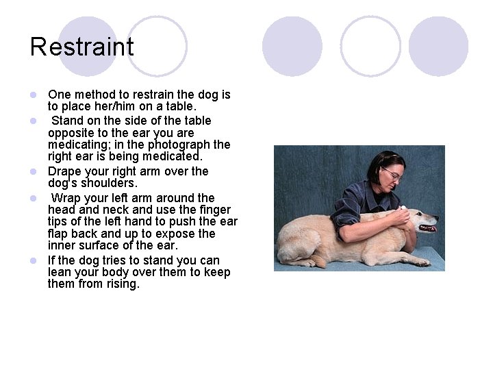 Restraint l l l One method to restrain the dog is to place her/him