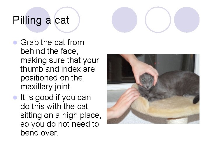 Pilling a cat Grab the cat from behind the face, making sure that your