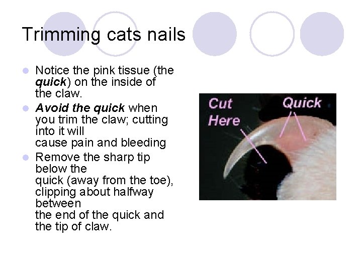 Trimming cats nails Notice the pink tissue (the quick) on the inside of the