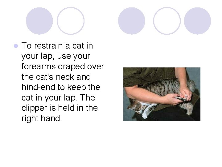 l To restrain a cat in your lap, use your forearms draped over the