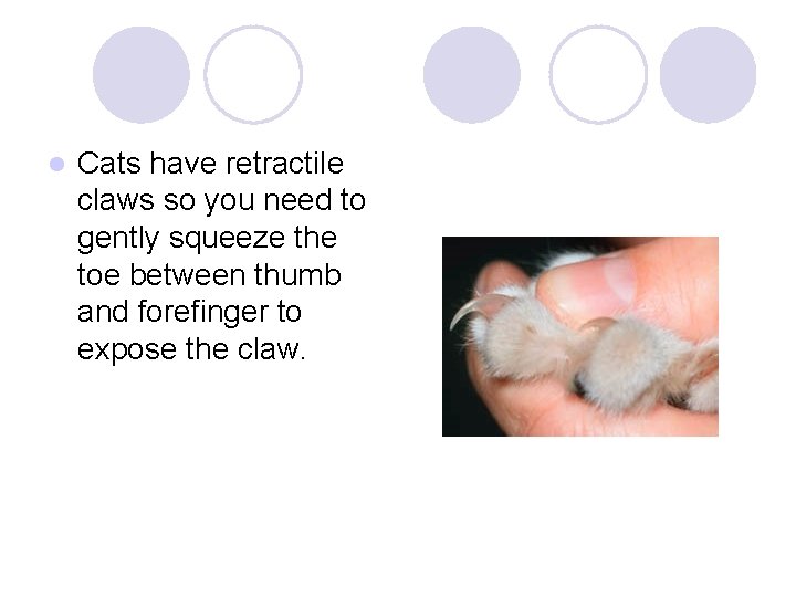 l Cats have retractile claws so you need to gently squeeze the toe between