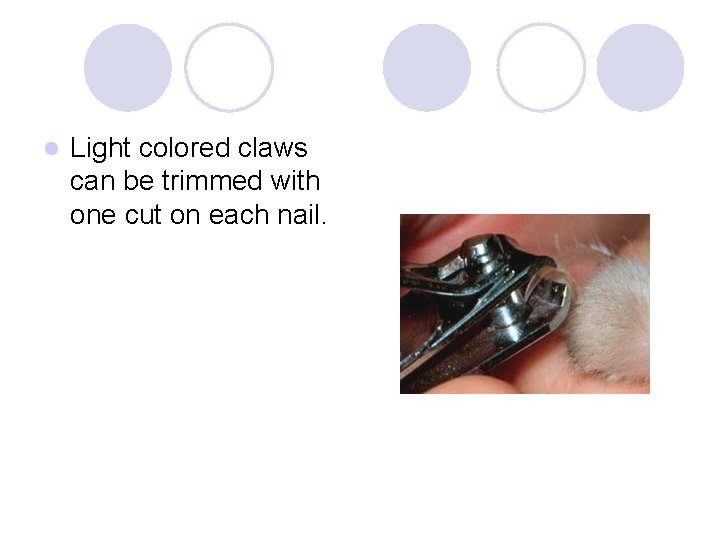 l Light colored claws can be trimmed with one cut on each nail. 