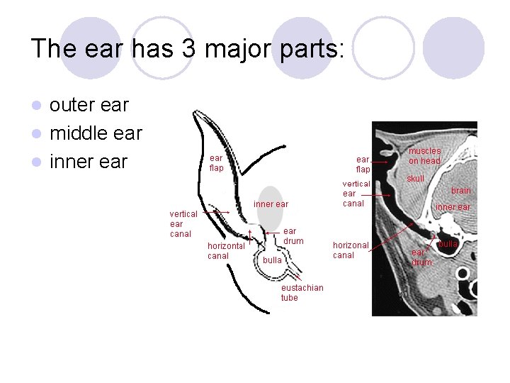 The ear has 3 major parts: outer ear l middle ear l inner ear