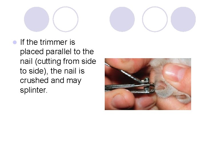 l If the trimmer is placed parallel to the nail (cutting from side to