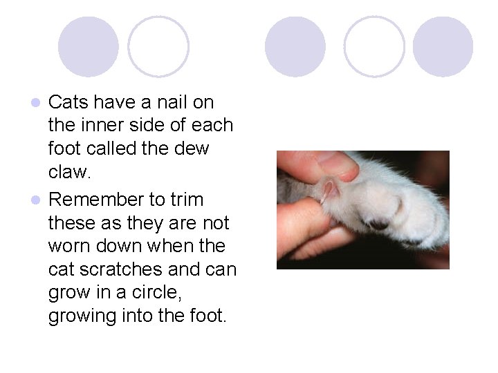 Cats have a nail on the inner side of each foot called the dew
