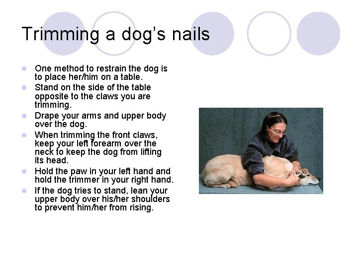 Trimming a dog’s nails l l l One method to restrain the dog is