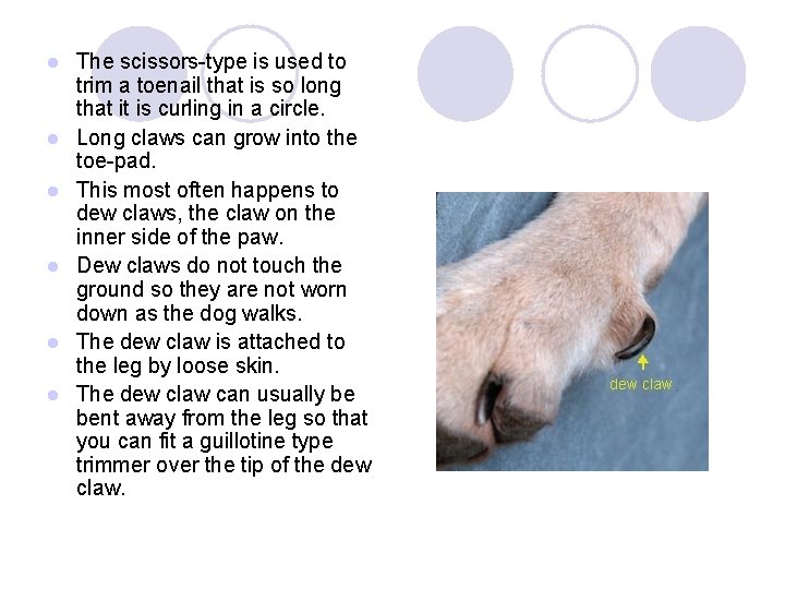 l l l The scissors-type is used to trim a toenail that is so