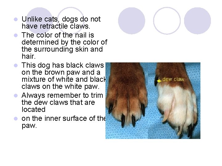 l l l Unlike cats, dogs do not have retractile claws. The color of