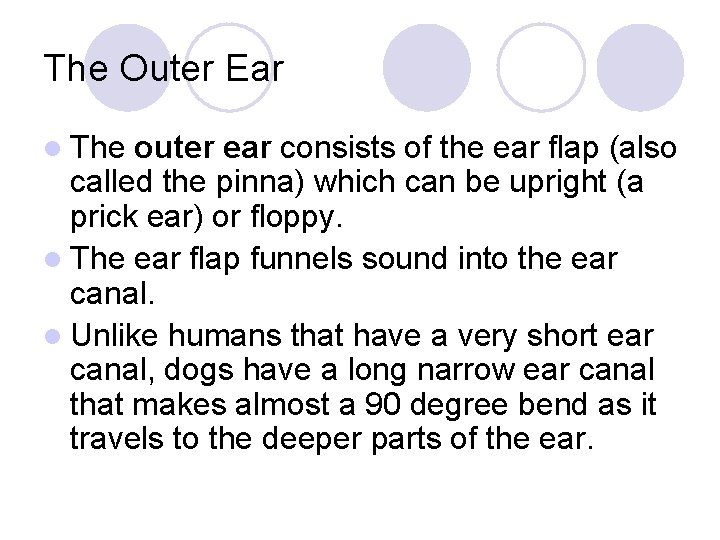 The Outer Ear l The outer ear consists of the ear flap (also called