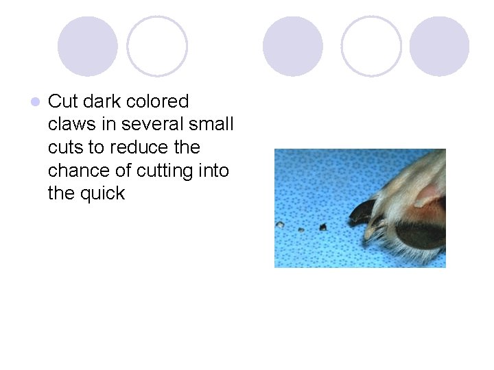 l Cut dark colored claws in several small cuts to reduce the chance of