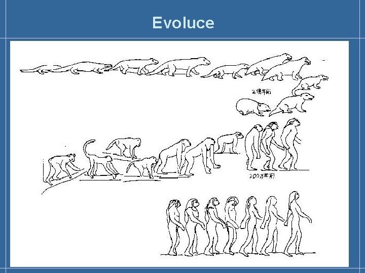 Evoluce 