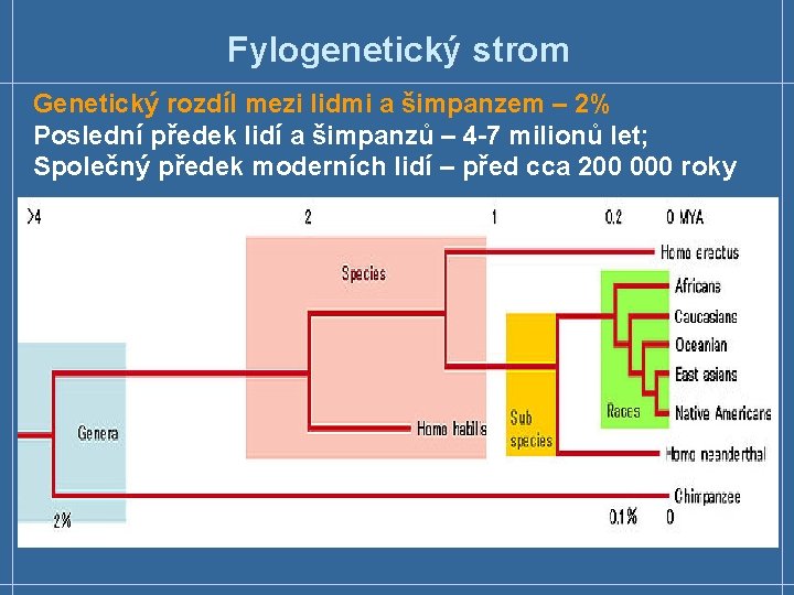 Fylogenetický strom Genetický rozdíl mezi lidmi a šimpanzem – 2% Poslední předek lidí a