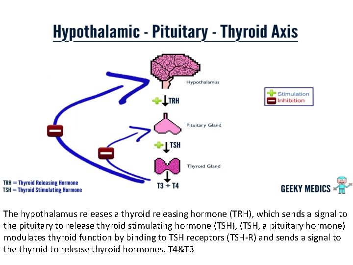 The hypothalamus releases a thyroid releasing hormone (TRH), which sends a signal to the