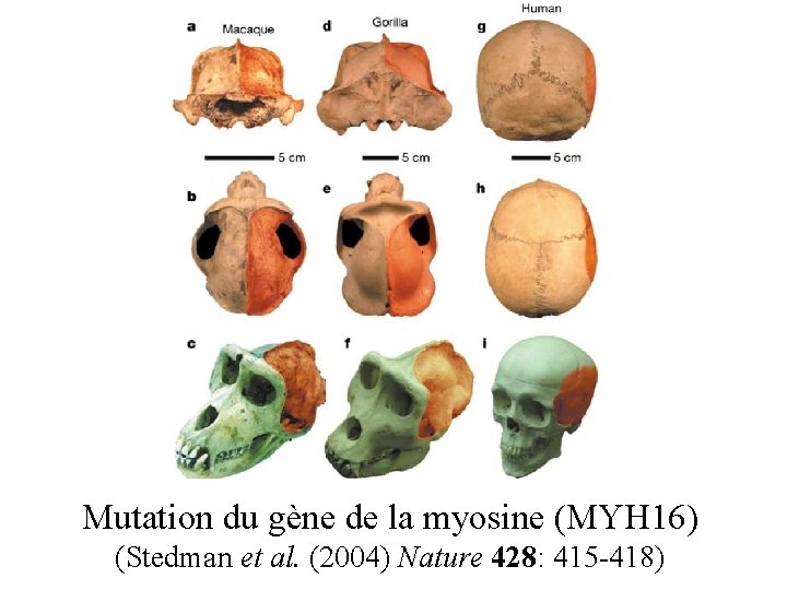 Mutation du gène de la myosine (MYH 16) (Stedman et al. (2004) Nature 428: