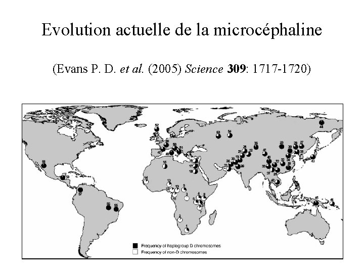 Evolution actuelle de la microcéphaline (Evans P. D. et al. (2005) Science 309: 1717