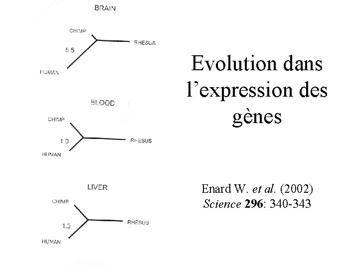 Evolution dans l’expression des gènes Enard W. et al. (2002) Science 296: 340 -343