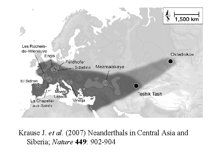 Krause J. et al. (2007) Neanderthals in Central Asia and Siberia; Nature 449: 902