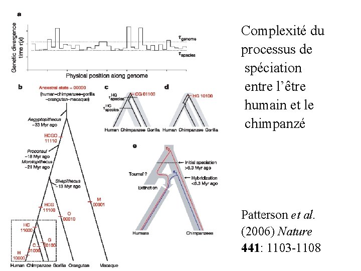 Complexité du processus de spéciation entre l’être humain et le chimpanzé Patterson et al.