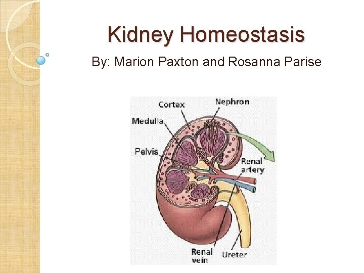 Kidney Homeostasis By: Marion Paxton and Rosanna Parise 
