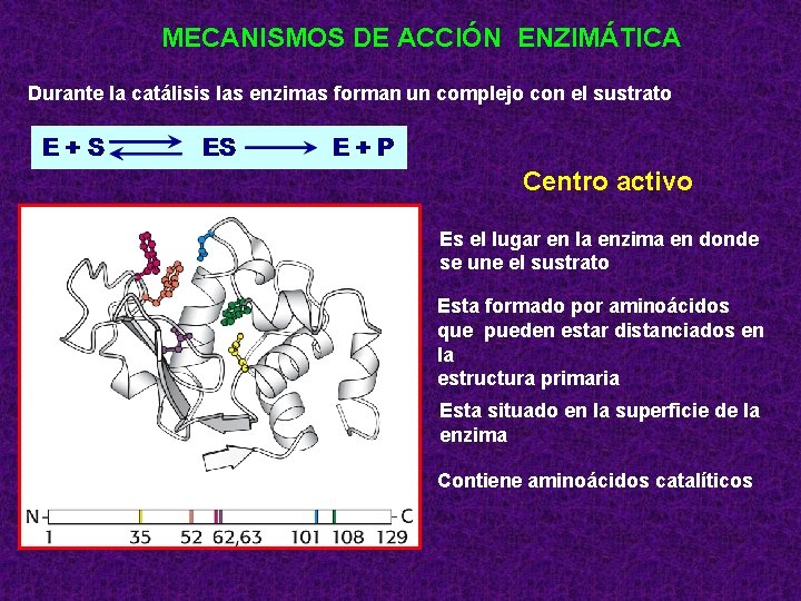 MECANISMOS DE ACCIÓN ENZIMÁTICA Durante la catálisis las enzimas forman un complejo con el