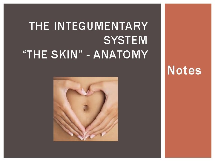 THE INTEGUMENTARY SYSTEM “THE SKIN” - ANATOMY Notes 